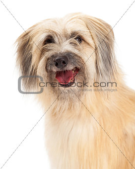 Closeup of Pyrenean Shepherd Dog