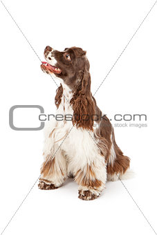 Cocker Spaniel Dog Looking to Side
