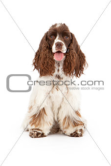 Cocker Spaniel Dog Sitting