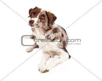 Curious Border Collie Dog Laying