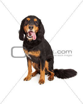 Curious Gordon Setter Mix Breed Dog Sitting With Open Mouth