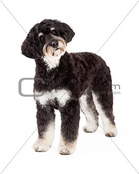 Curious Poodle Mix Breed Dog Standing