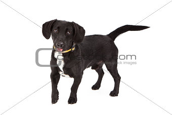 Cute Little Black Dog 