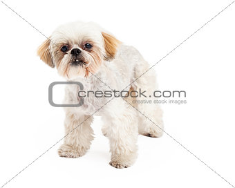 Cute Poodle and Maltese Mix Breed Dog Standing