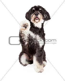 Cute Poodle Mix Breed Dog Shaking Paw