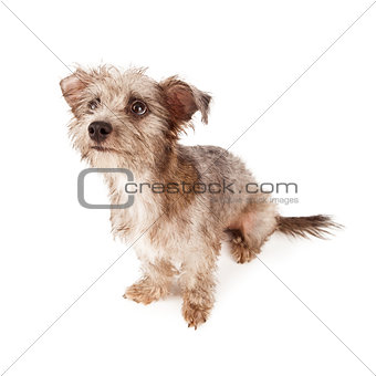 Cute Terrier Dog Sitting Looking Up