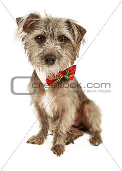 Cute Scruffy Terrier Wearing Bow Tie