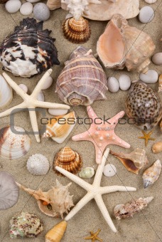 Seashell Background