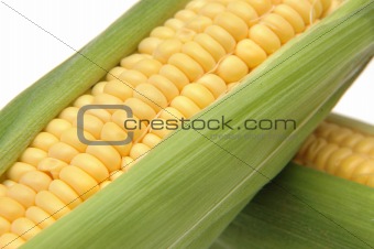 Corn in Cob 3