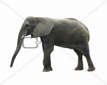 Isolated elephant