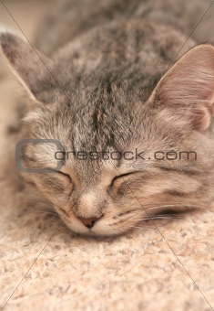 The grey cat which sleeps on a carpet