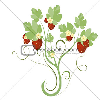 strawberry plant with flowers
