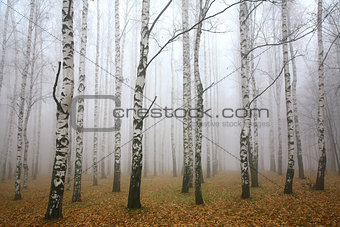 Morning mist in autumn birch grove