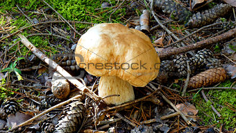 Boletus Edulis mushroom