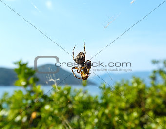 Spider on cobweb 