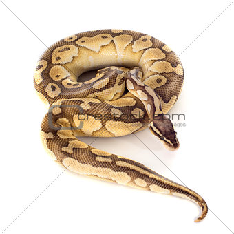 yellow Python regius