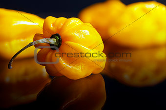 Yellow habanero pepper