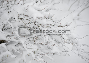 Bare Frozen Branches Covered with Fresh Snow
