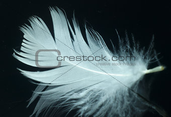 White, delicate feather.