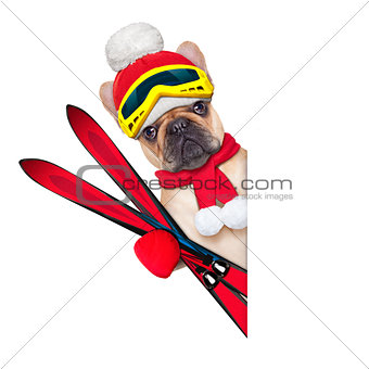 dog ski winter