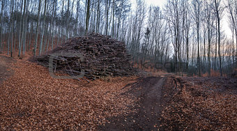 Pile of Wood in the Forest