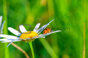 ladybug crawling on a daisy in a field