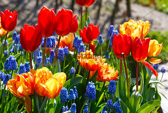 Multicolored flowers on spring flowerbed.