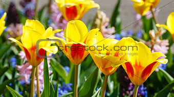 Spring yellow-red tulips and pink hyacinths close-up.