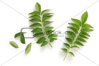 curry leaf, curry tree