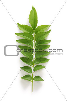 curry leaf, curry tree
