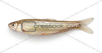 honmoroko, japanese willow shiner, luxury freshwater fish