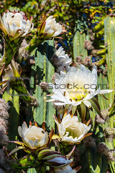 Bees on Cereus Cactus Bloom