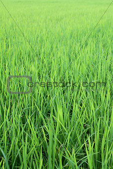 Rice field from Thailand 