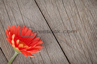Orange gerbera flower on wooden background