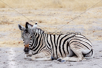 Young zebra in african bush
