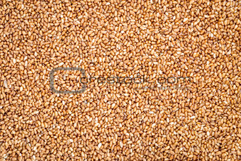 teff grain background