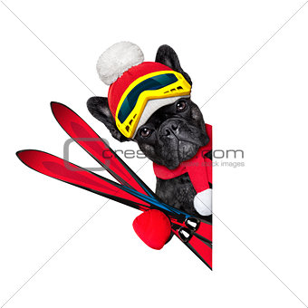 dog ski winter