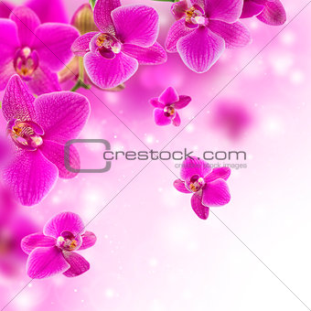 Floral background with pink orchid.