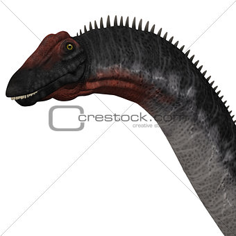 Apatosaurus Head