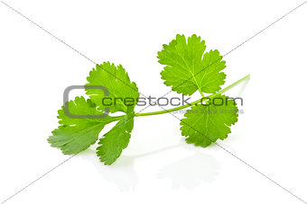 Coriander banch isolated.