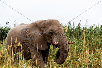 African Elephant in Etosha national Park