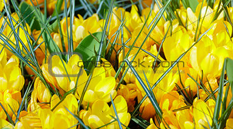 Spring yellow crocuses (macro)