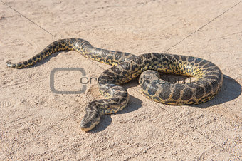 Desert rock python on sandy ground