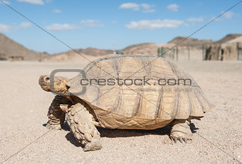 Large tortoise walking in the desert
