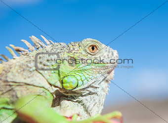 Head of a chameleon against blue sky