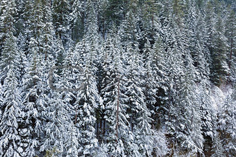 Snow Covered Evergreen Fir Trees during WInter