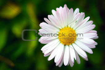 Single daisy flower on green background macro