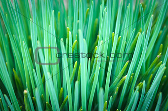 Fresh spring green grass close up macro