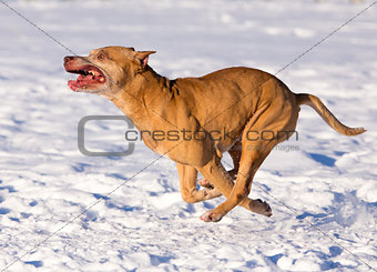 American Pit Bull Terrier running in snow