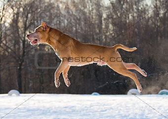 American Pit Bull Terrier jumping